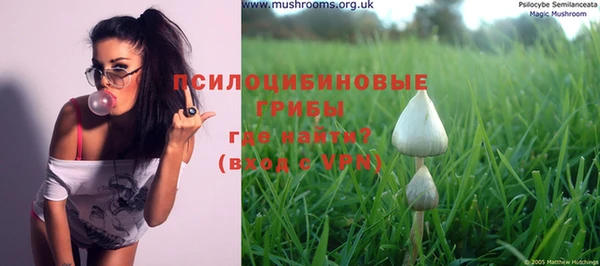 прущие грибы Абинск