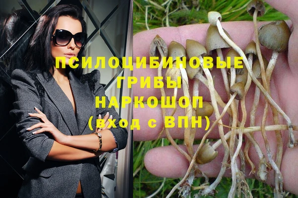 прущие грибы Абинск